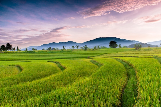 Premium Photo | Views of rice fields and mountains in the morning