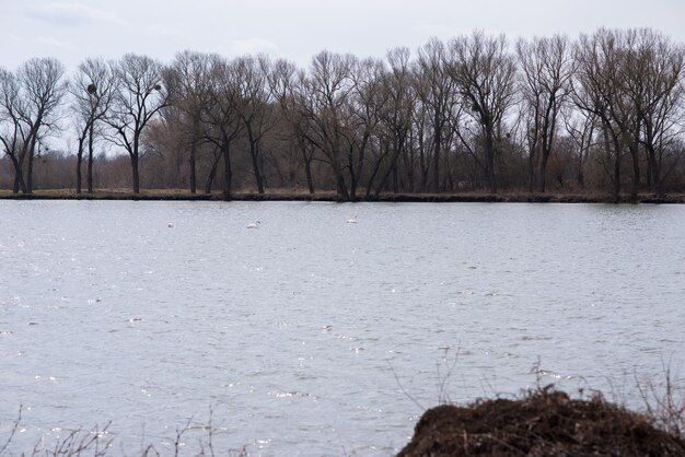 Лебеди деревенского пейзажа на озере