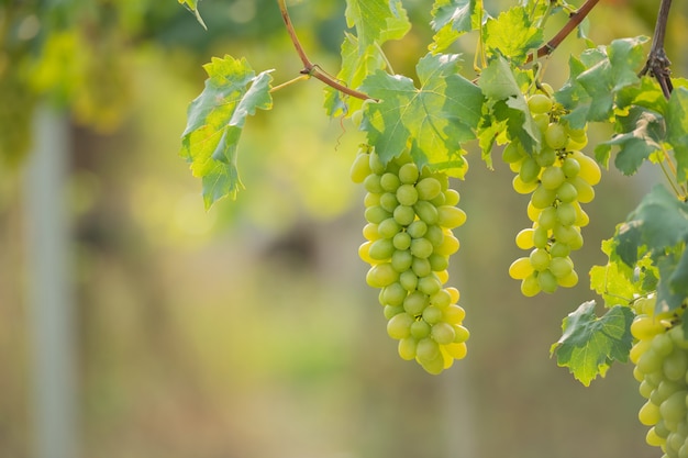 Виноградная лоза и гроздь белого винограда в саду виноградника.