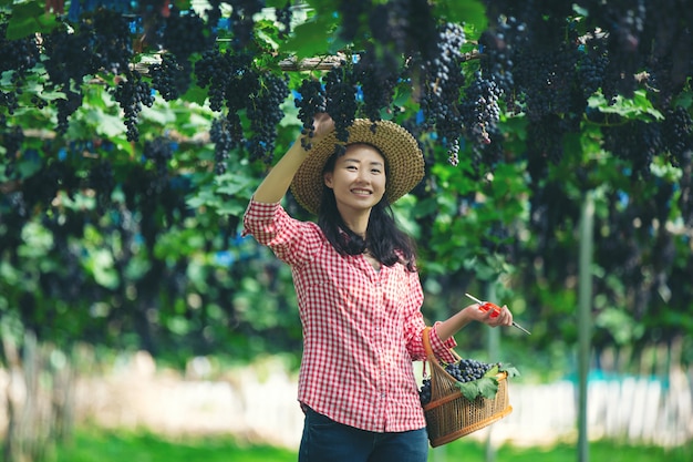 Виноградники-фермеры, которые улыбаются и наслаждаются урожаем.