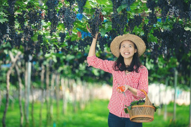 笑顔で収穫を楽しむブドウ畑の農家。