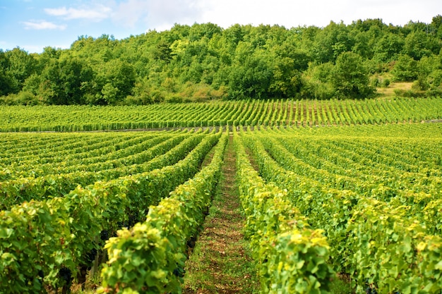 Vineyard in france