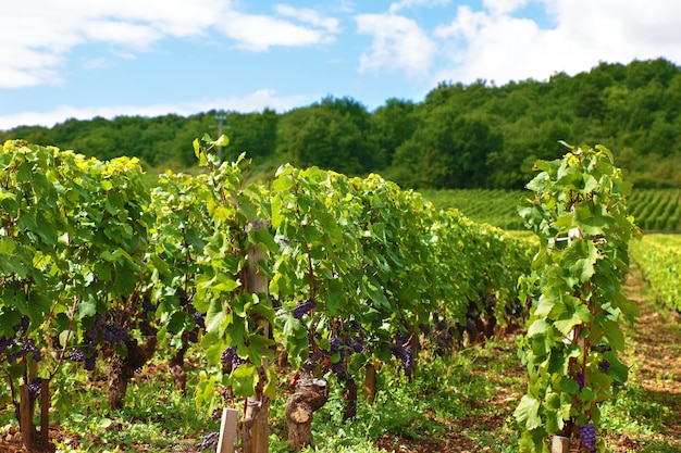 フランスの赤ワインのブドウ畑