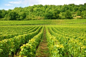 Виноградник во франции