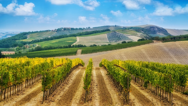 Виноградник пейзаж в тоскане, италия.