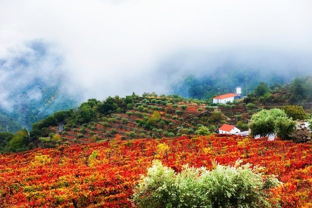 Vineyards in douro river valley in misty morning, portugal. portuguese wine region. beautiful autumn landscape