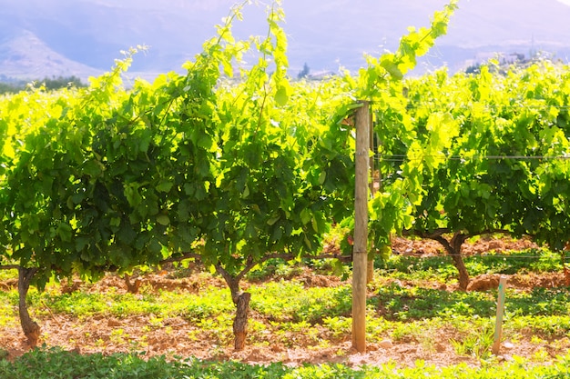 Vineyards plantation in sunny day 