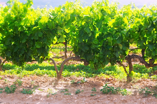 Vineyards plantation in sunny summer day