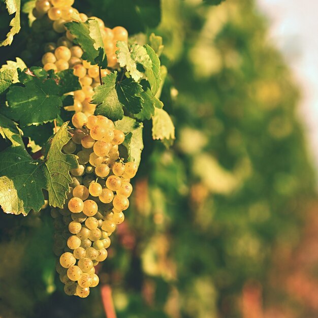 Vineyards at sunset in autumn harvest. Ripe grapes.Wine Region, Southern Moravia - Czech Republic. V