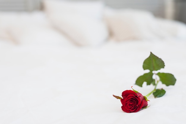 Vinous rose on bed with white linen