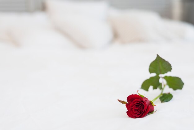 Бордовая роза на кровати с белым бельем