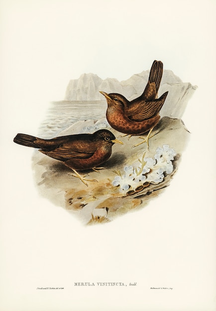 Винообразный Blackbird (Merula vinitincta), иллюстрированный Элизабет Гулд