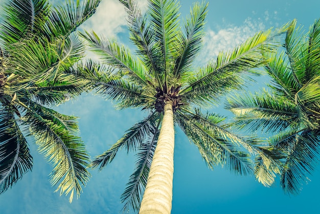 Vintage beautiful tropical palm tree - vintage filter