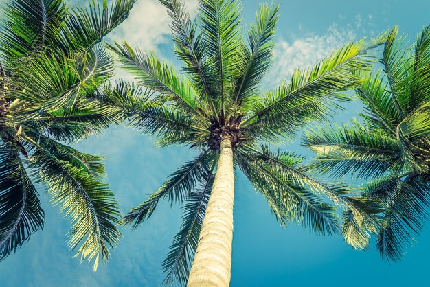 Vintage beautiful tropical palm tree - vintage filter