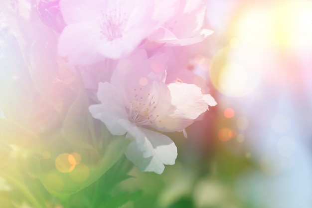 無料写真 ビンテージ花の花の背景
