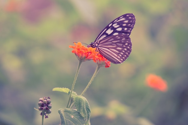 빈티지 나비와 봄에서 오렌지 컬러 꽃입니다. 빈티지 복고 효과 스타일 사진.