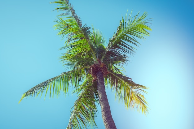 Free photo vintage palm tree