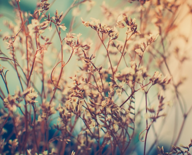 Vintage photo of wild flowers in sunset