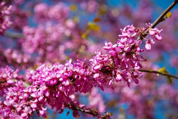 보라색 꽃이 만발한 Cercis siliquastrum 공장