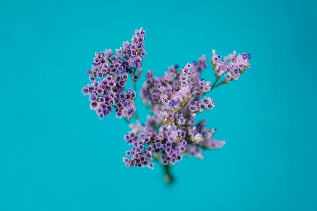 Violet flowers on blue