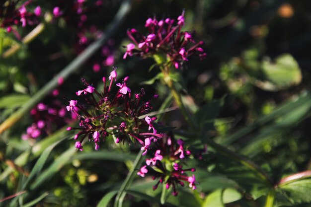 Violet flowers