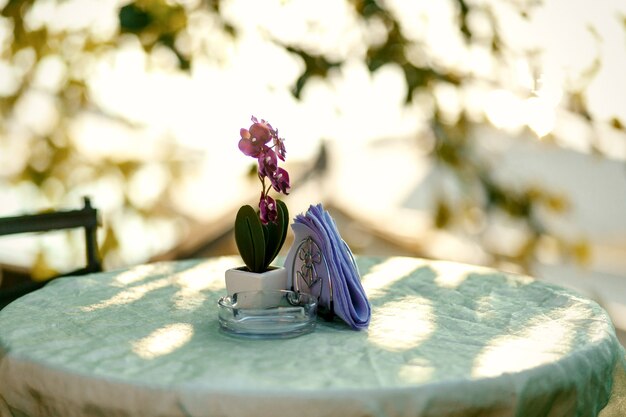 Violet orchid in little white flowerpot stands on the round table