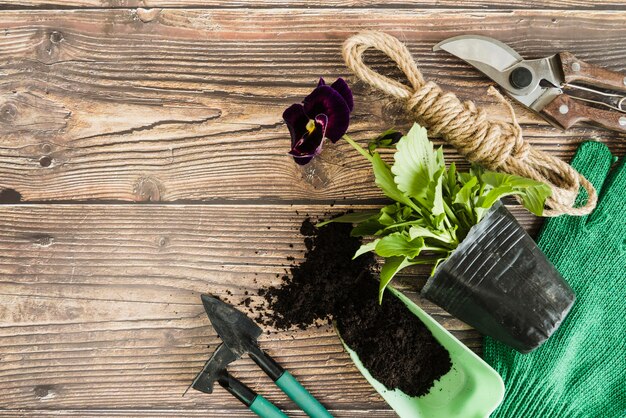 Violet pansy flower pot plant with soil; gardening tools; rope and secateurs on wooden table