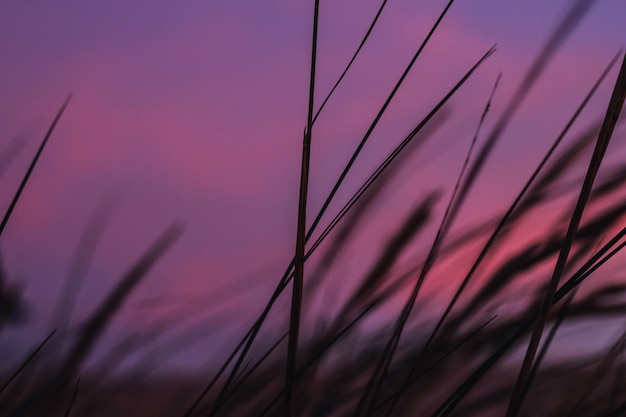 紫の夕日