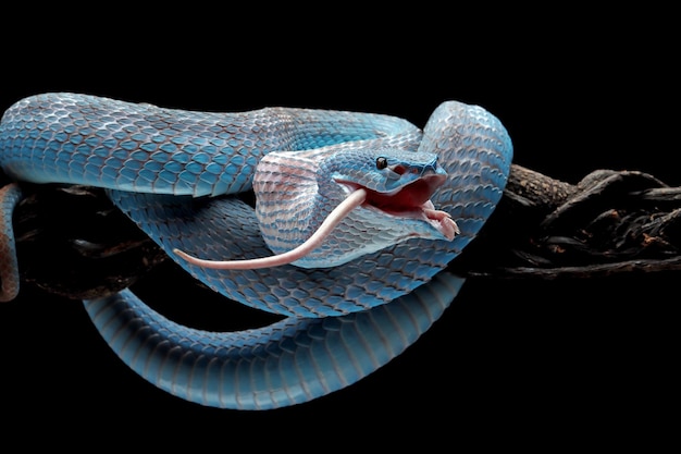 Free photo viper snake ready to attack blue insularis snake eating white mouse animal closeup