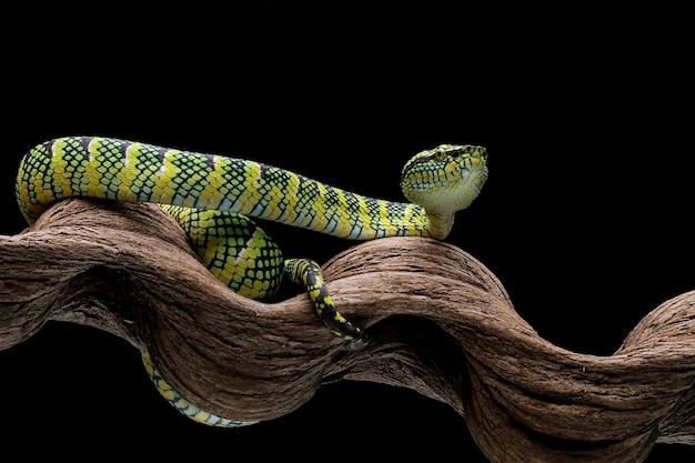 Змея гадюка tropidolaemus wagleri крупным планом на ветке