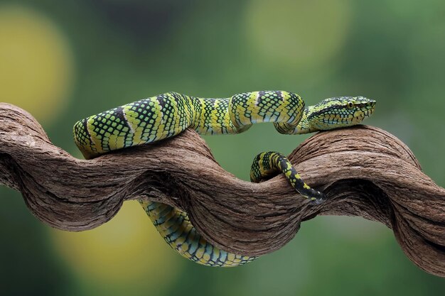 Змея гадюка tropidolaemus wagleri крупным планом на ветке