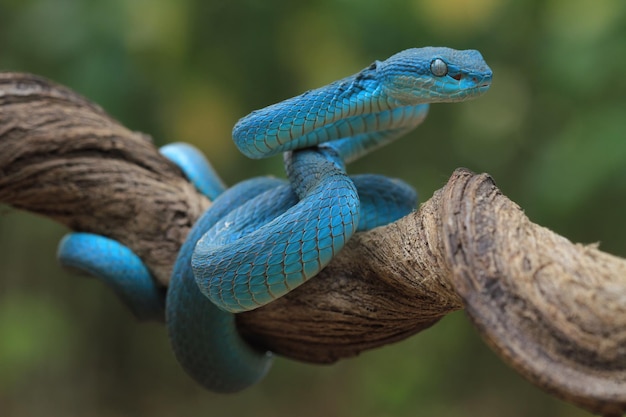 Viper snakes look around for prey on branch Blue insularis snake