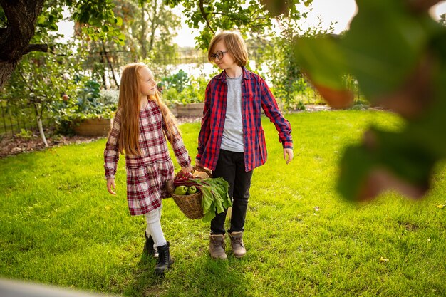 비타민. 행복한 형제와 자매가 함께 야외 정원에서 사과를 모으고 있습니다.