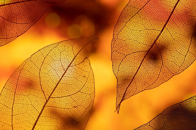 Vivid abstract orange autumn leaves