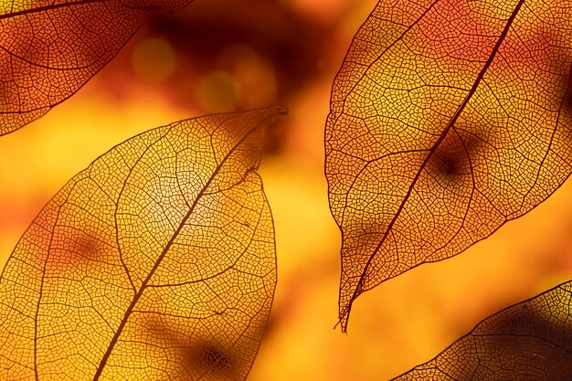 Vivid abstract orange autumn leaves