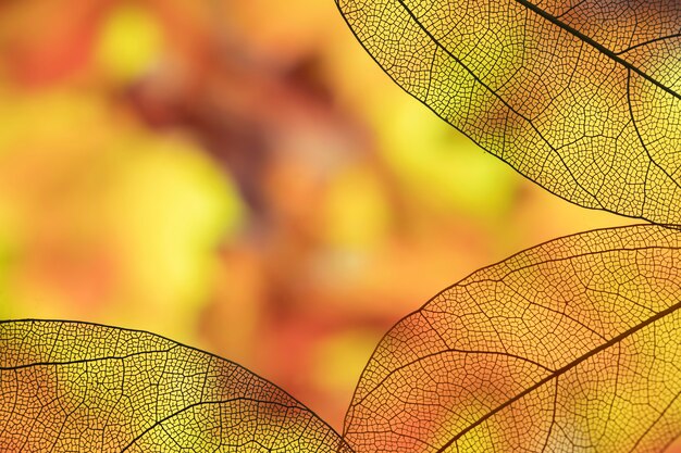 コピースペースで鮮やかな紅葉