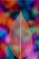 Free photo vivid colored transparent autumn leaf