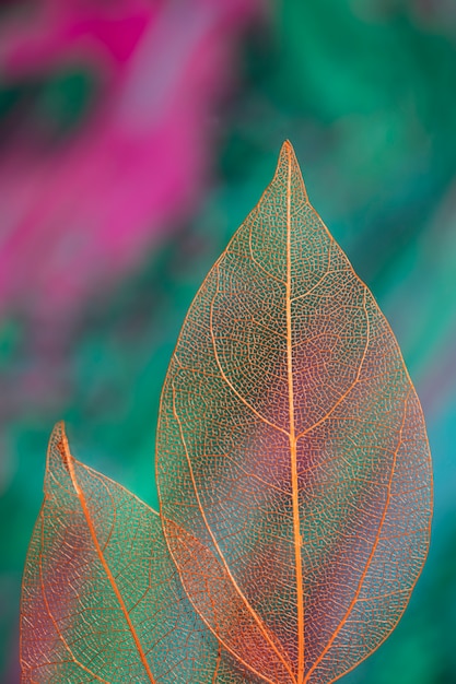 Vivid colored transparent autumn leaves