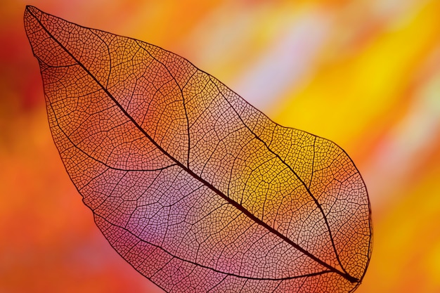 Яркий осенний лист оранжевого цвета