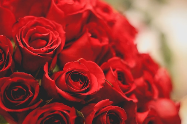 鮮やかな赤いバラ