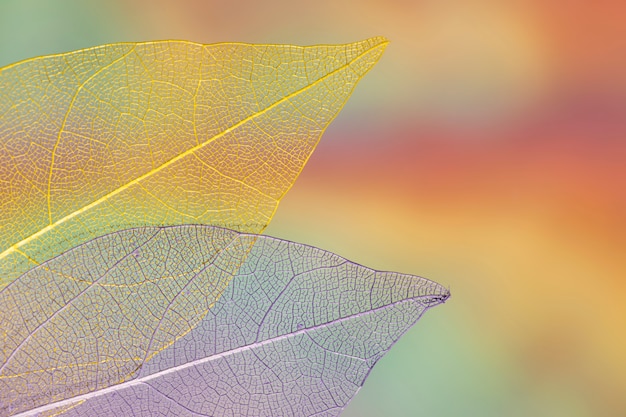 Бесплатное фото Яркие прозрачные осенние листья