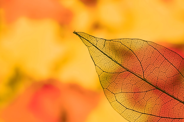 Free photo vivid transparent orange autumn leaf