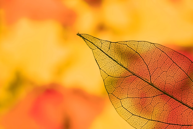 Vivid transparent orange autumn leaf