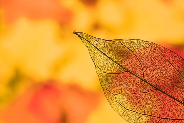Vivid transparent orange autumn leaf