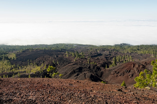 Volcanic soil with evergree forest