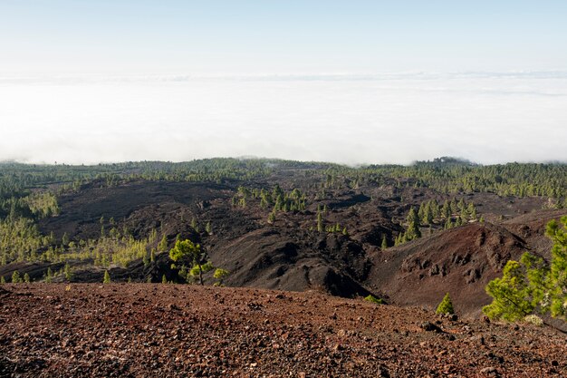 常緑樹林のある火山性土壌