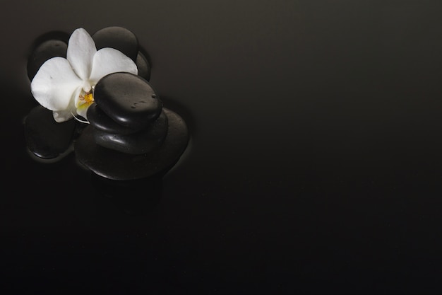 Volcanic stones and orchid on black background