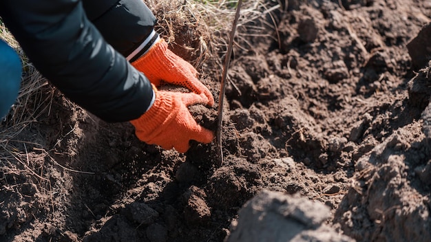 Volunteer planting trees in nature