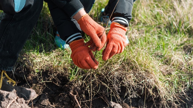 Free photo volunteers planting trees in nature