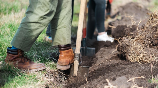 Free photo volunteers planting trees in nature